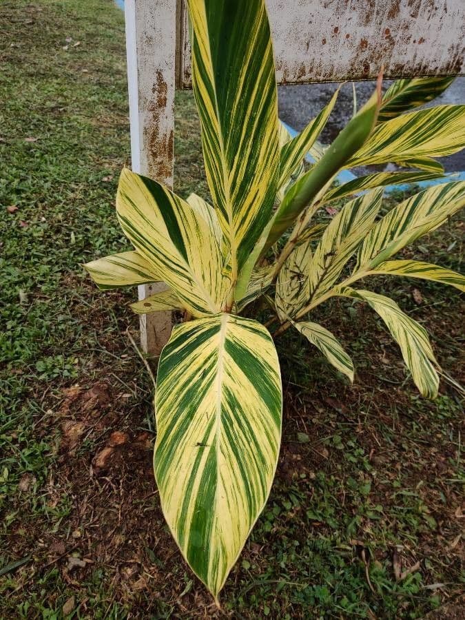 Alpinia zerumbet 17