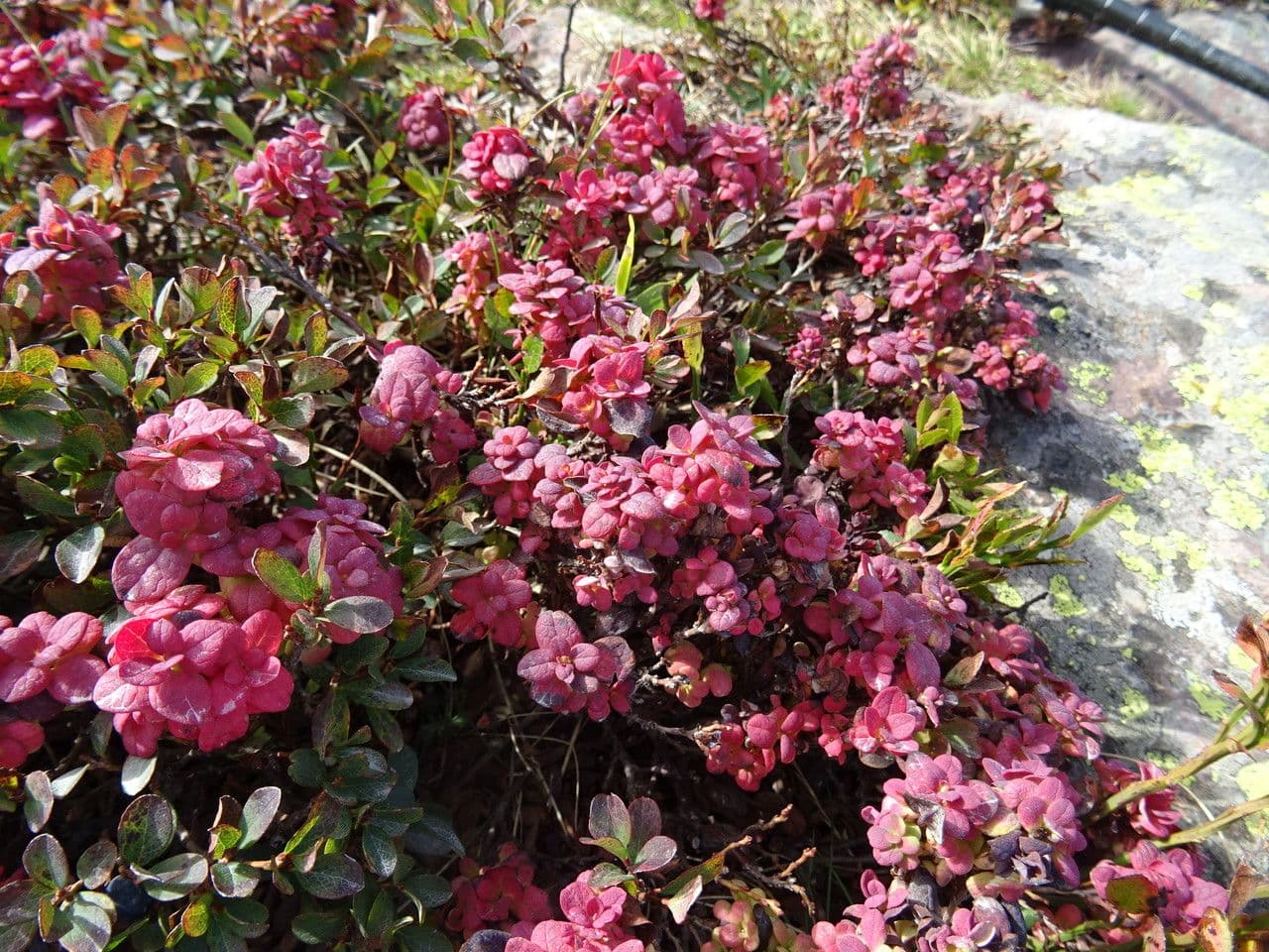 Rauschbeere 6