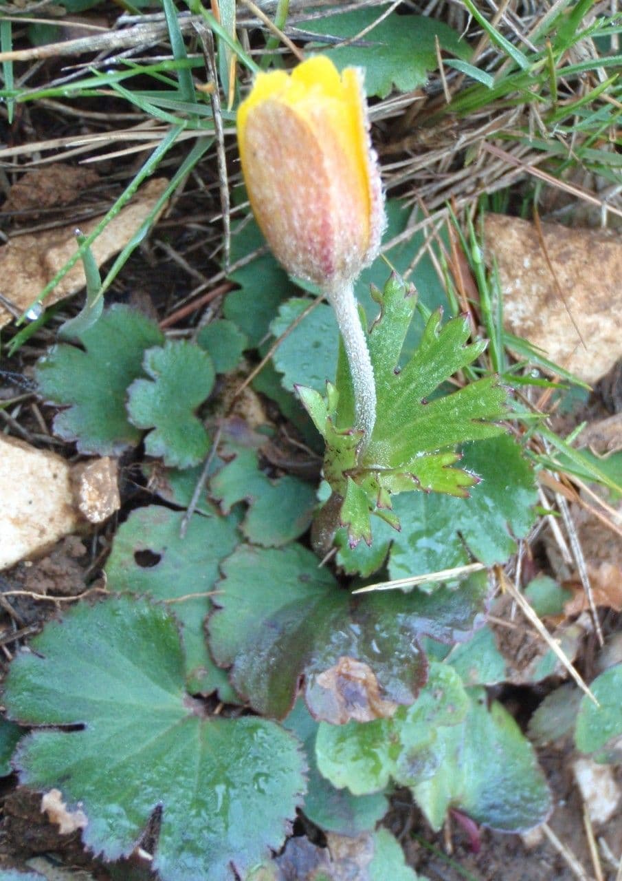 Anemone palmata 11