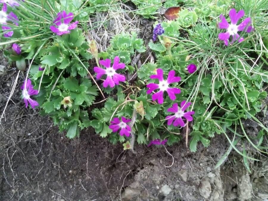 Primula 16
