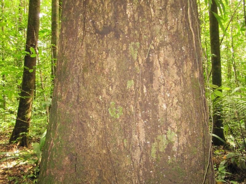 Goupia glabra 10