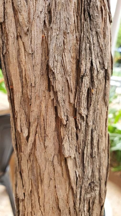 Buddleja saligna 13