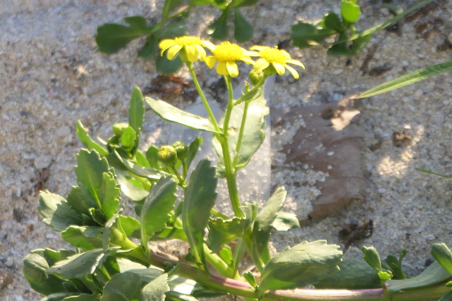 Senecione marittimo 3