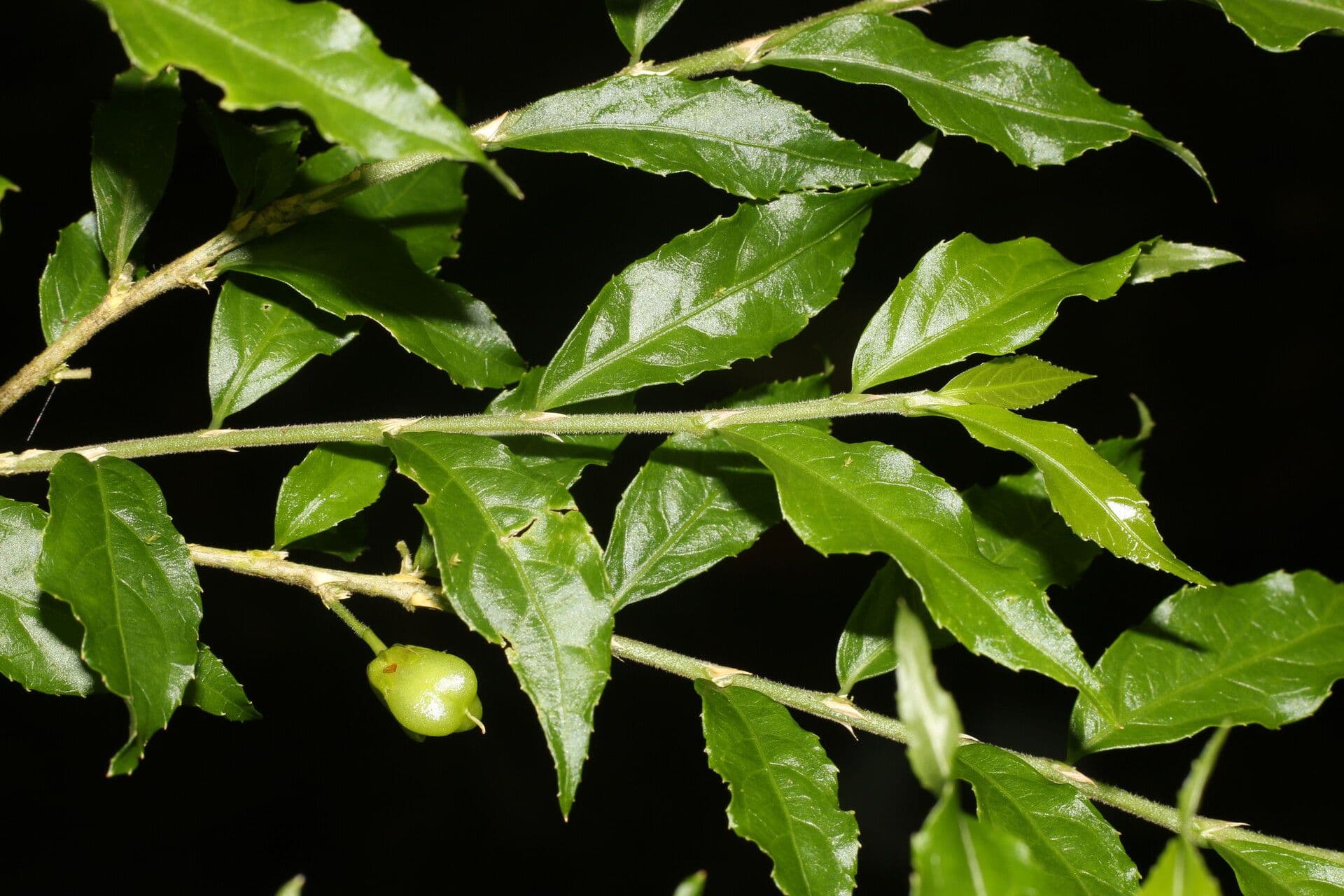 Hybanthus 6