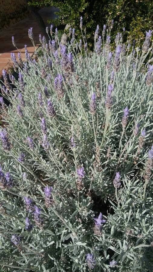 Lavanda dentata 15