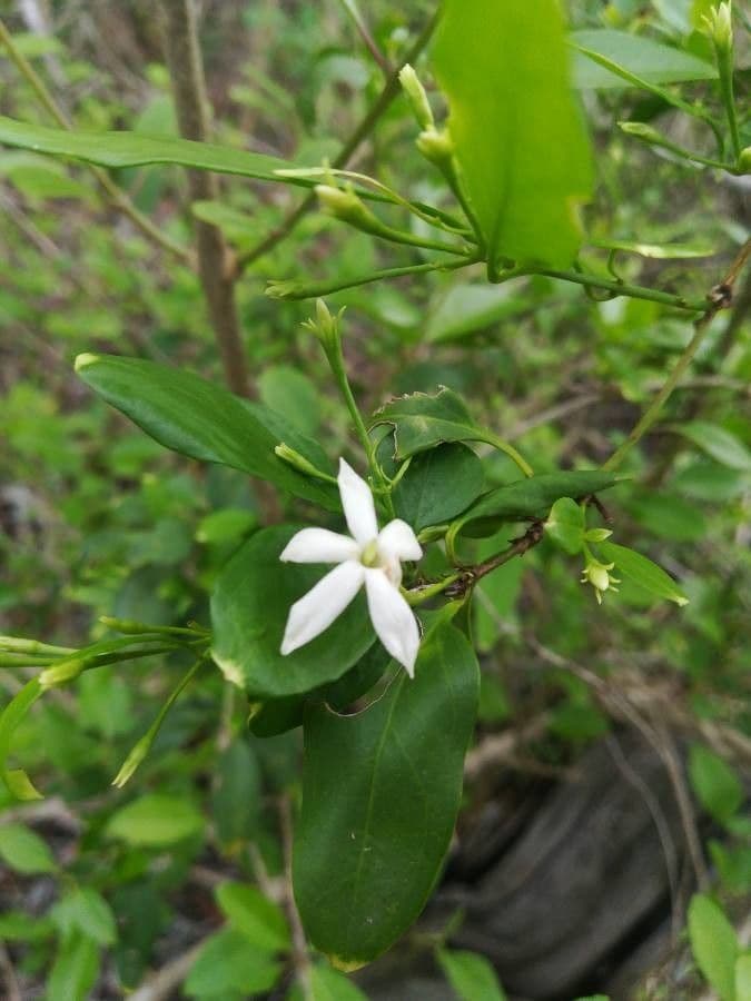 Jasmin 2