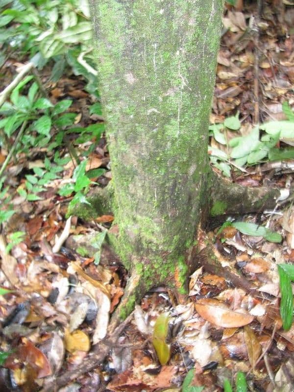 Myrcia 8