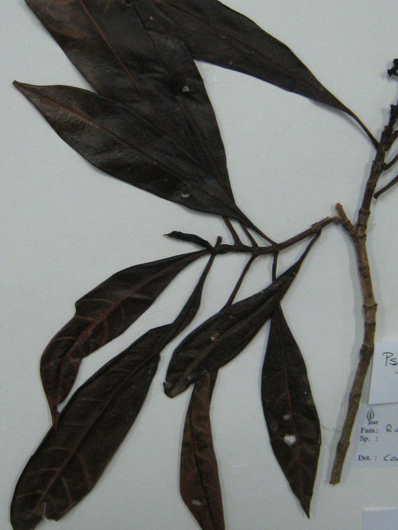 Psychotria