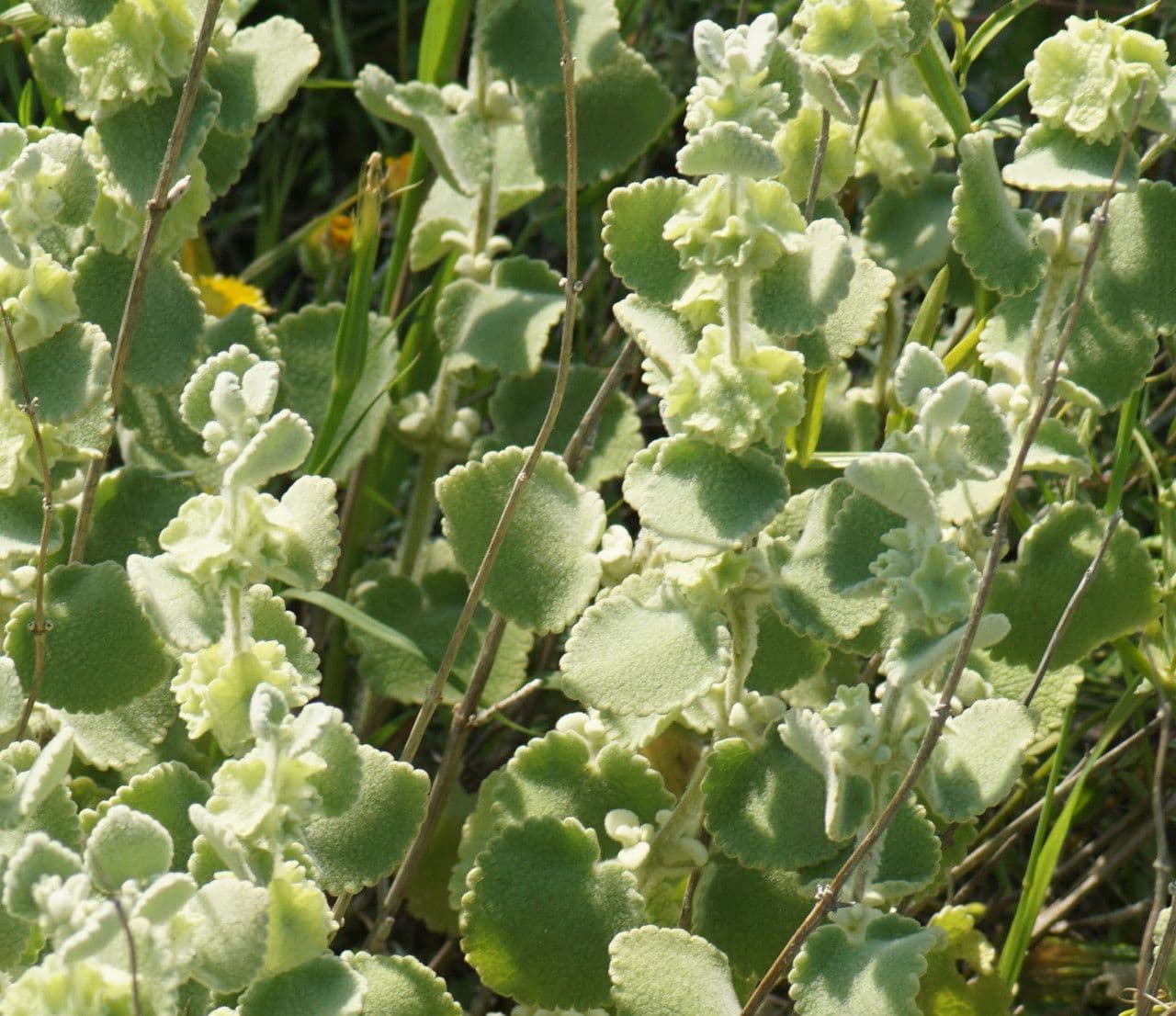 Pseudodictamnus 12