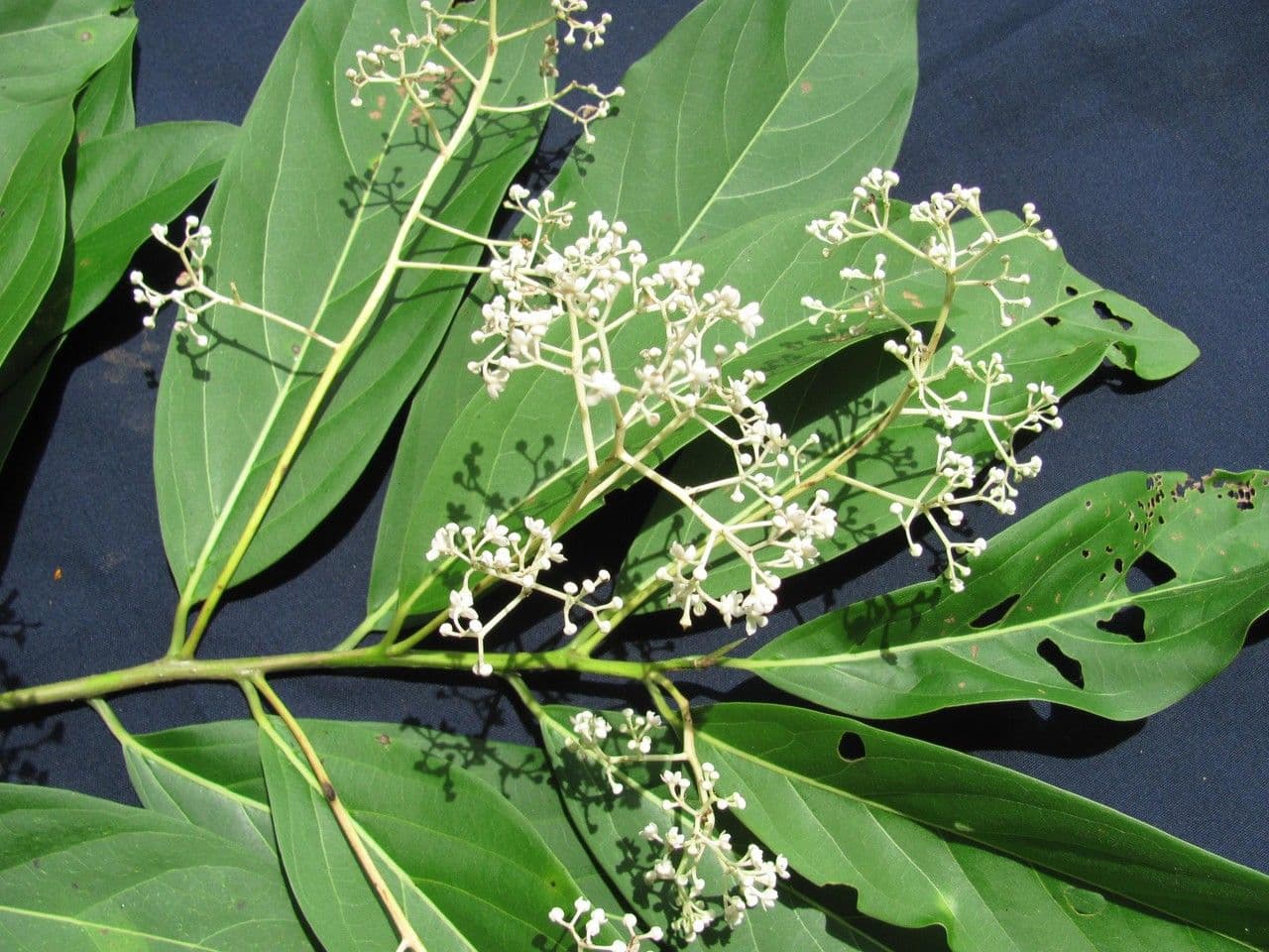 Nectandra 10