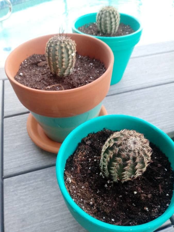 Cactus 7