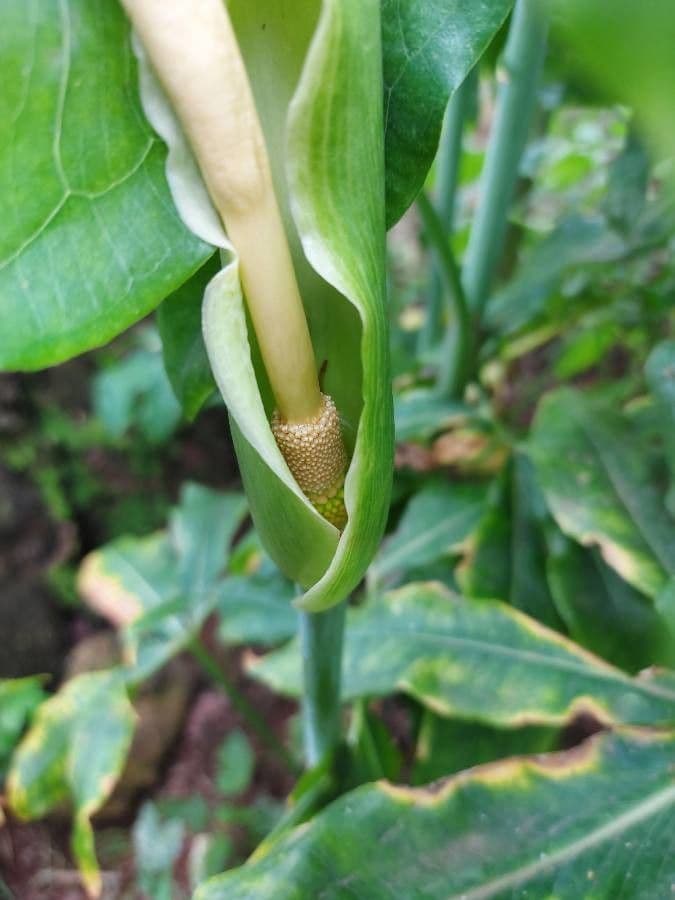 Arum dragon 7