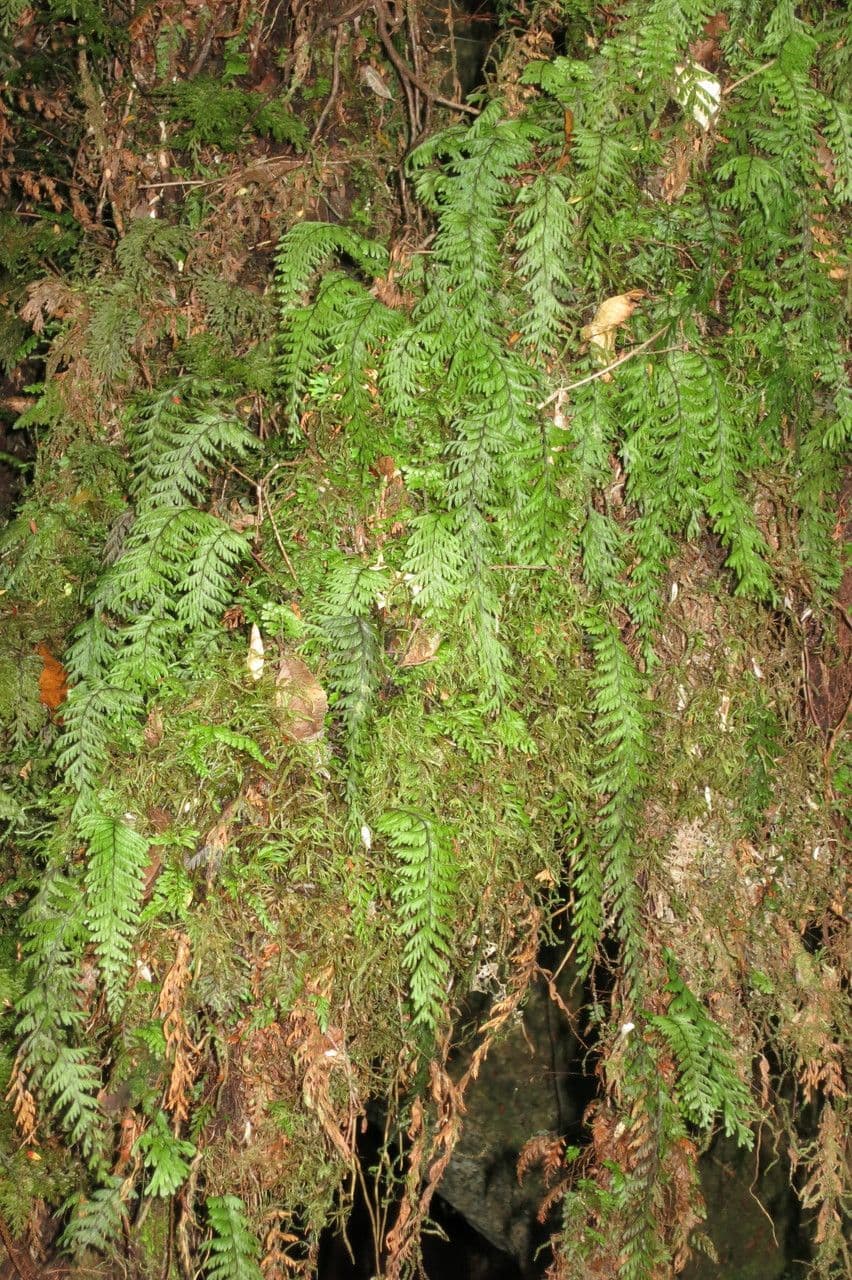 Hymenophyllum 3