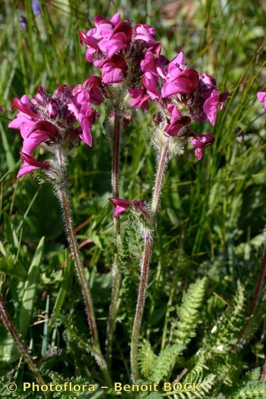 Pedicularis cenisia 9