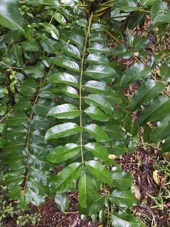 Polyscias 12