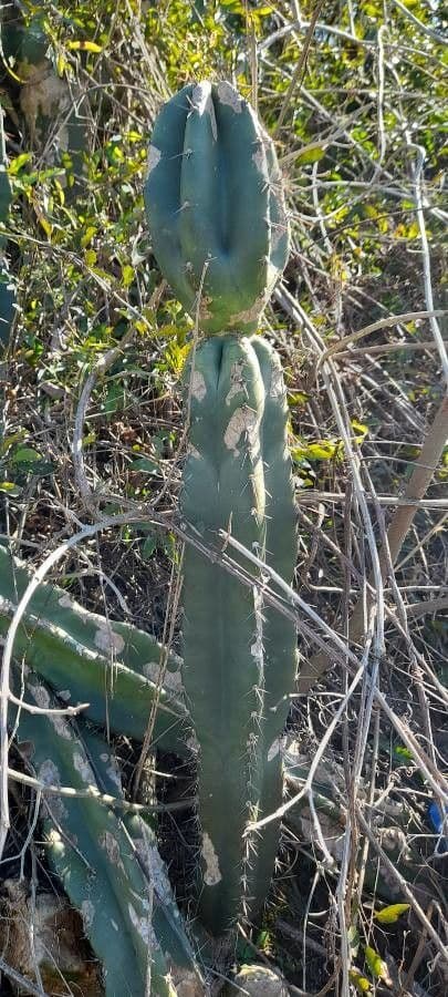 Cereus 7
