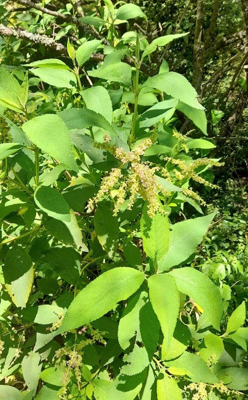 Lepechinia 6