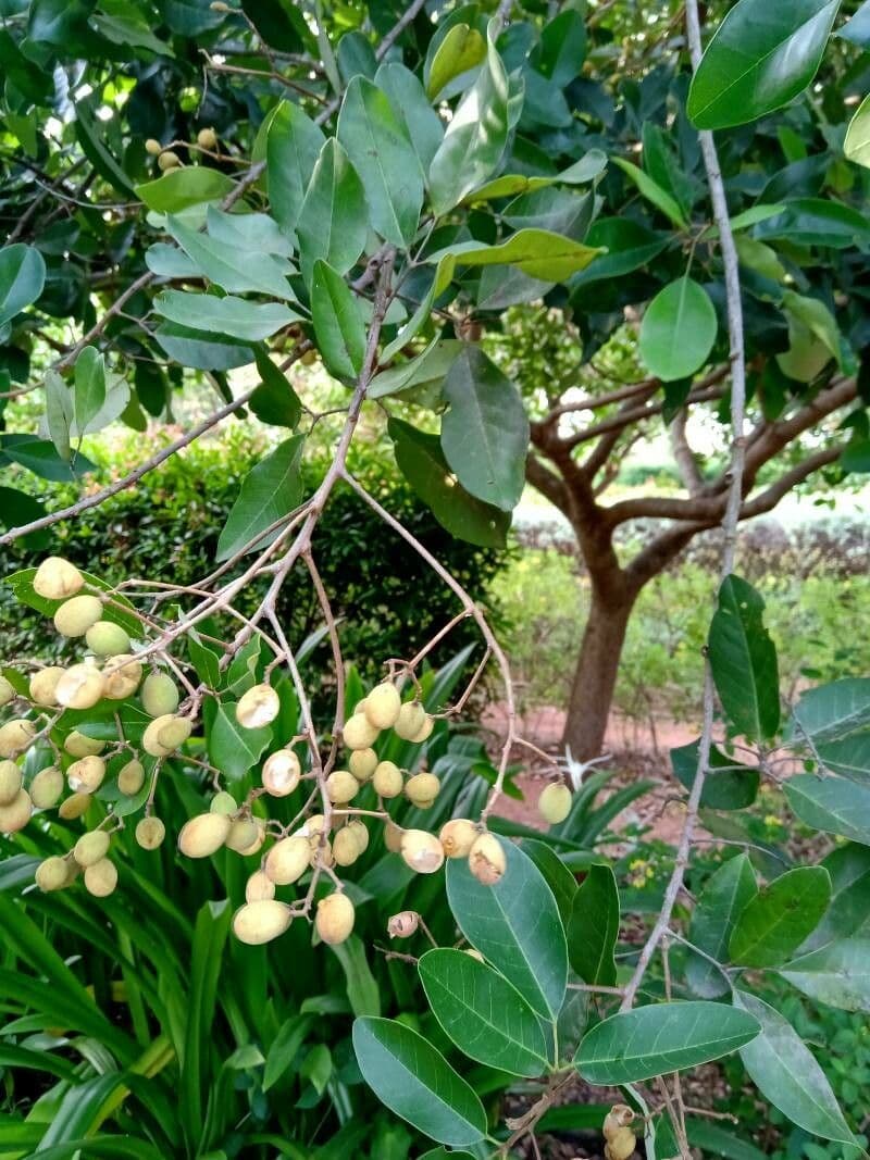 Walsura