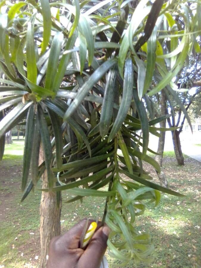 Podocarpus milanjianus 3