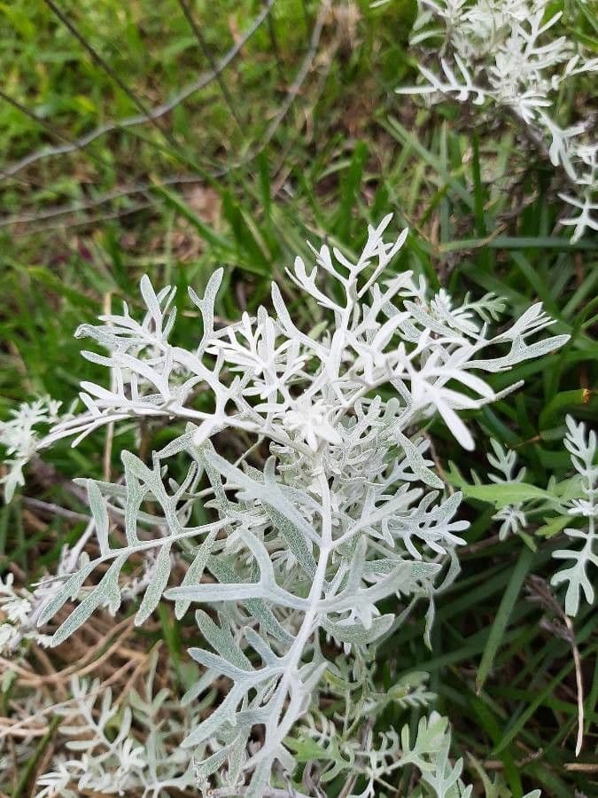 Senecio leucofillo 16