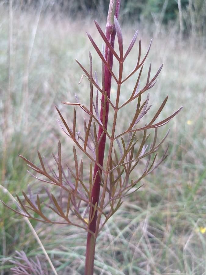 Seseli annuum 20