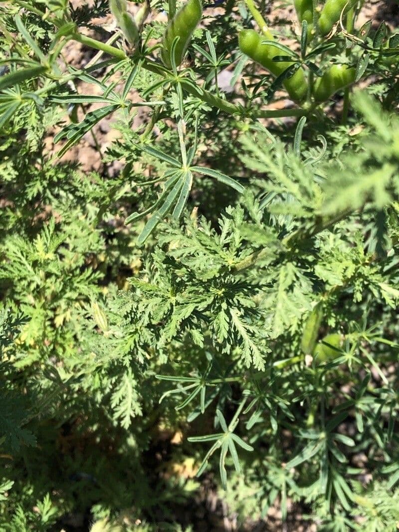 Achillea ligustica 17
