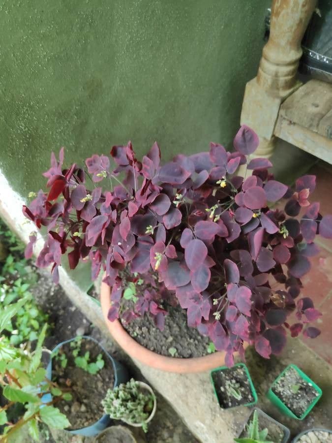 Acetosa hedysaroide 10