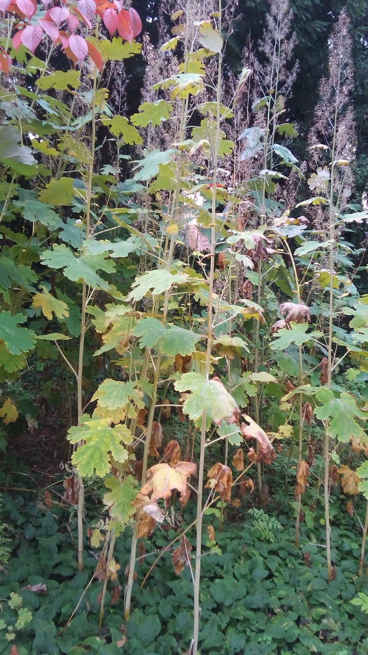 Schlafmohn
