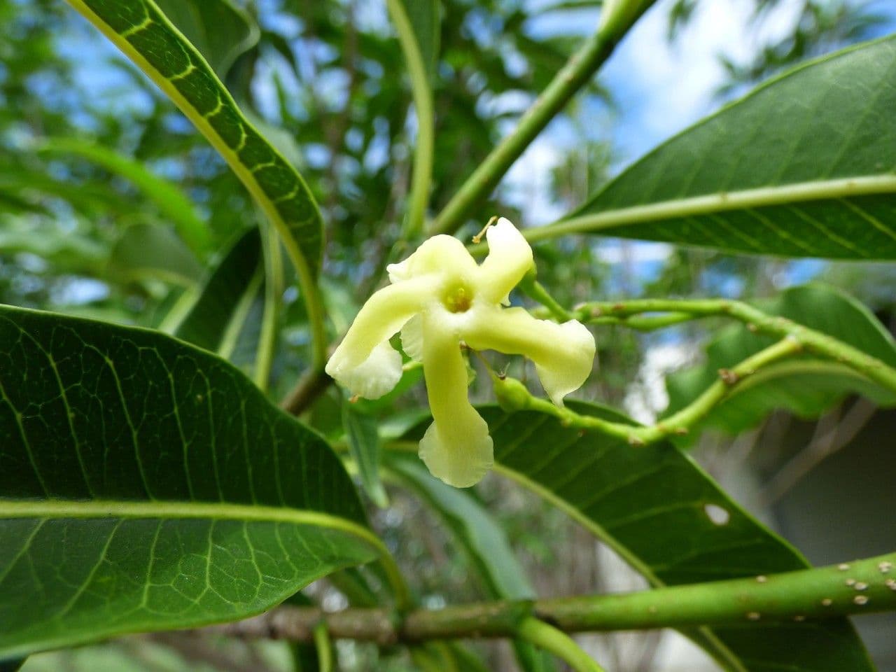 Tabernaemontana persicariifolia 4