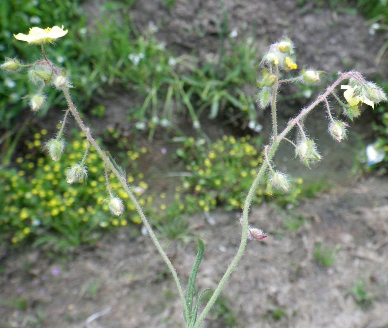 Tuberaria 2