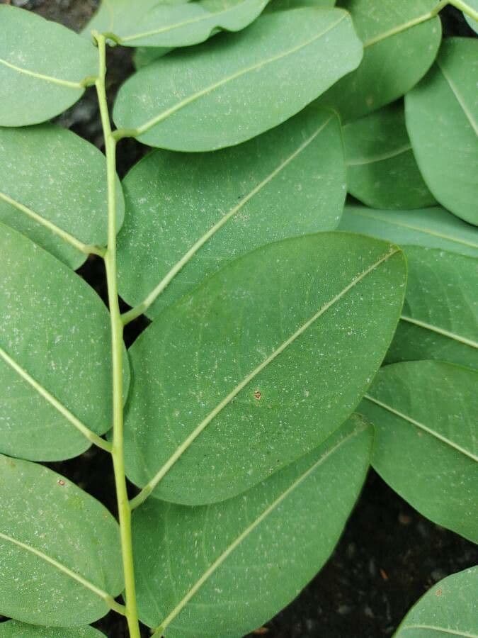 Amburana