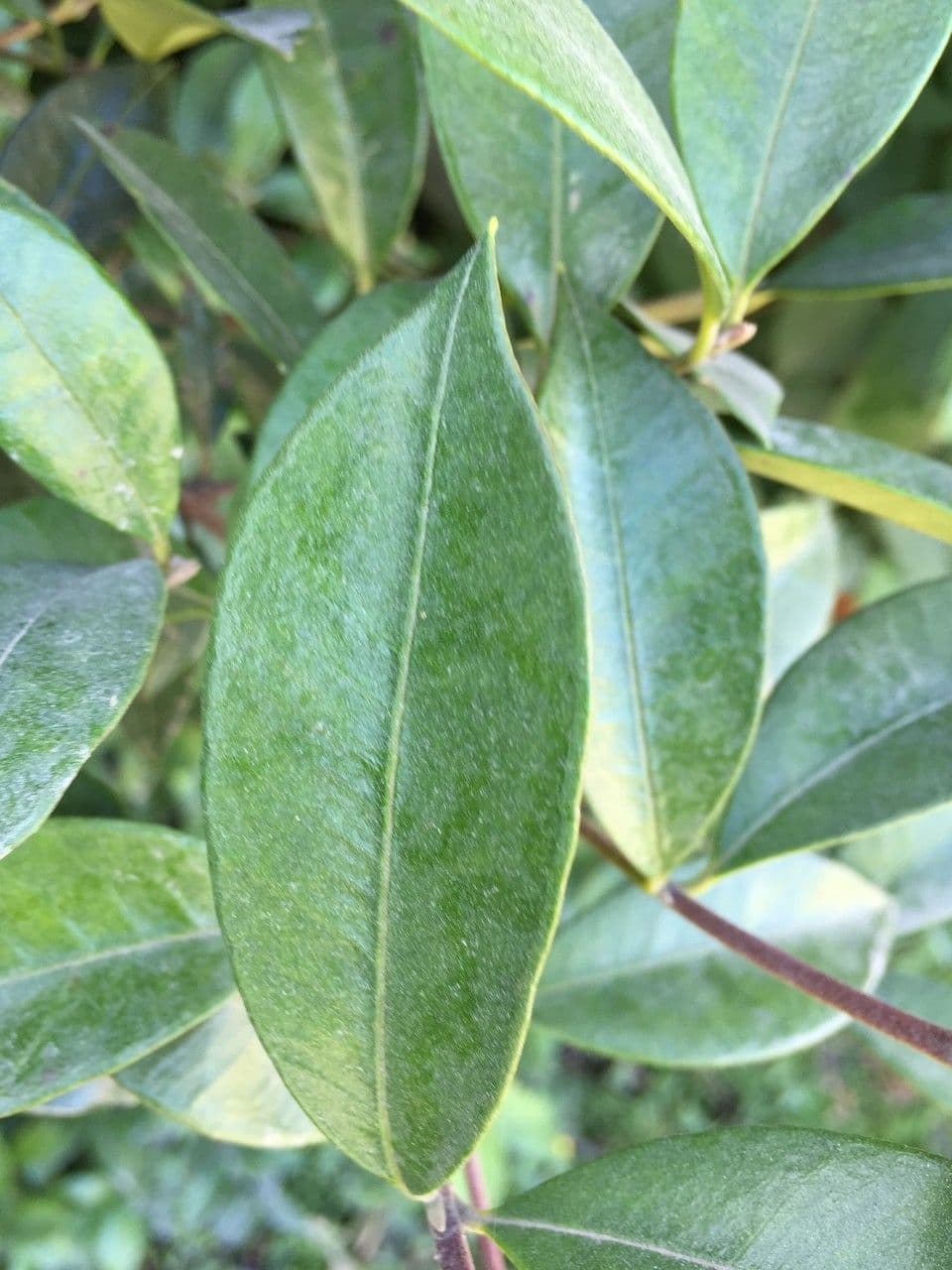 Amomyrtus meli 7