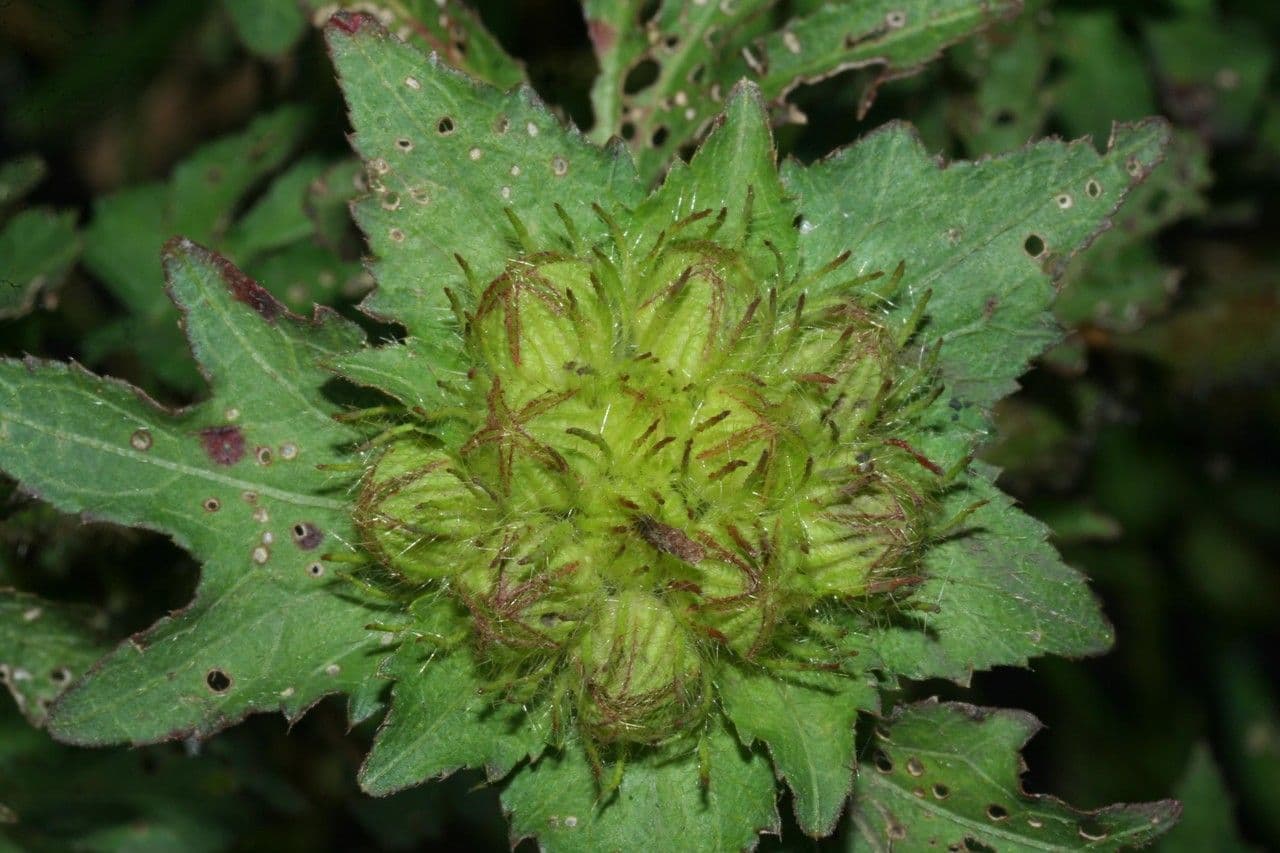 Malachra radiata 7
