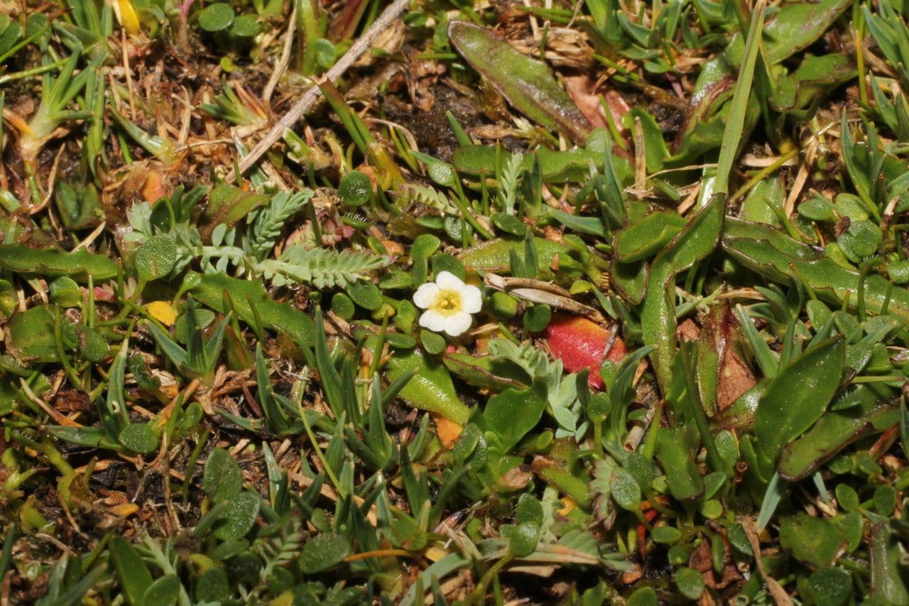Ourisia 6