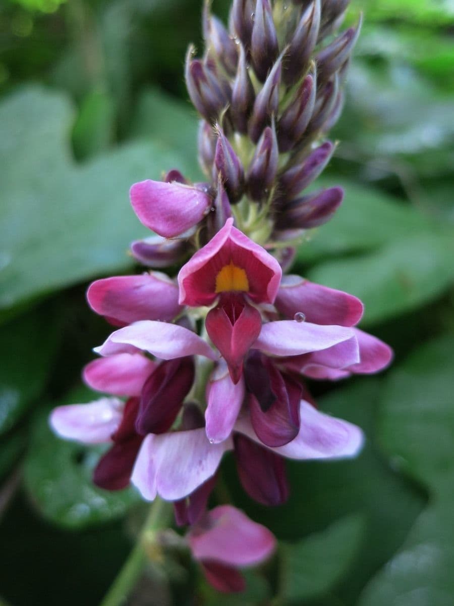 Kudzu 8