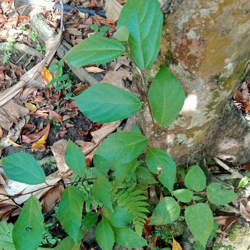 Commersonia bartramia 19