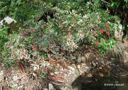 Syzygium rivulare