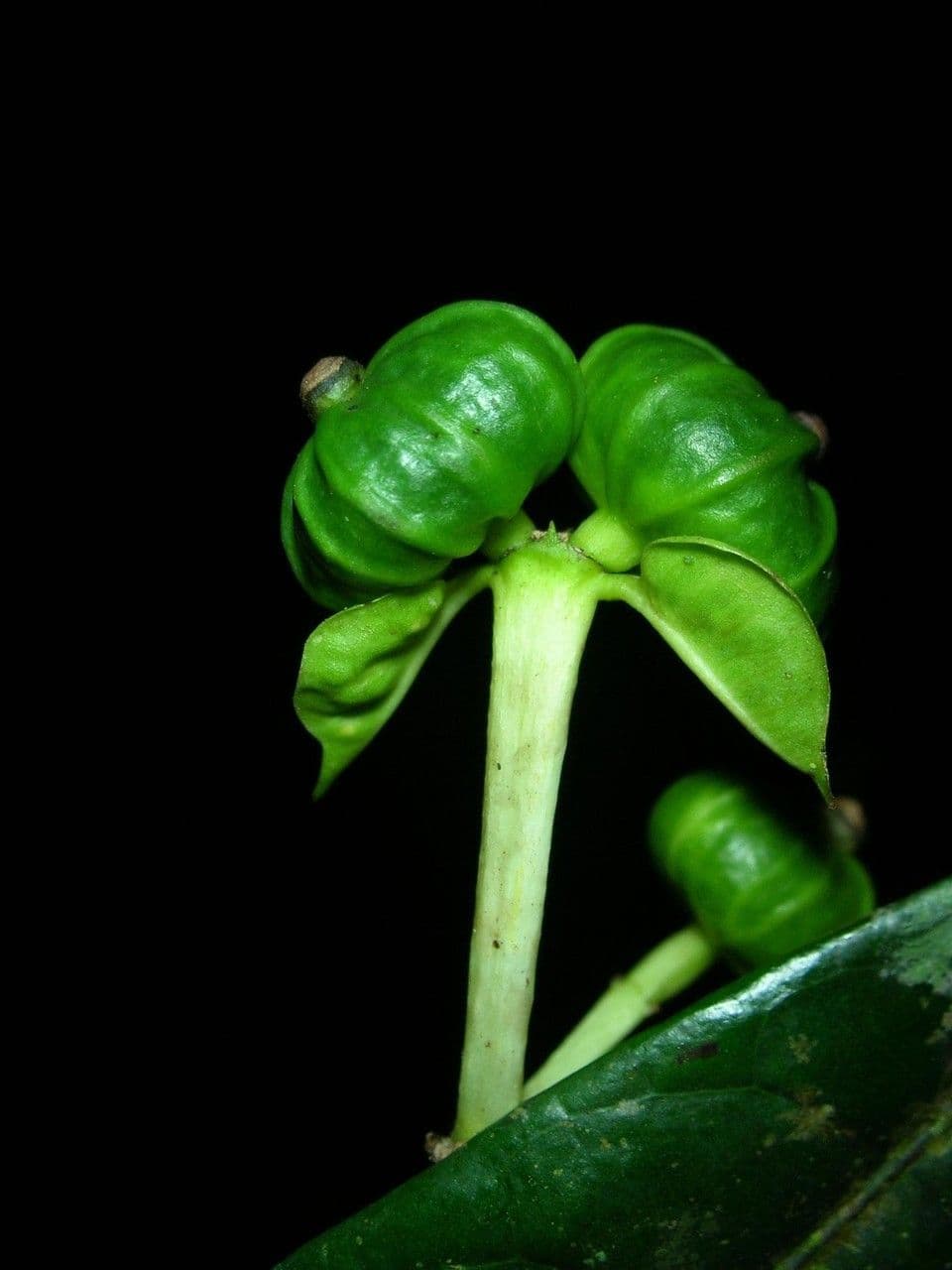 Faramea 2