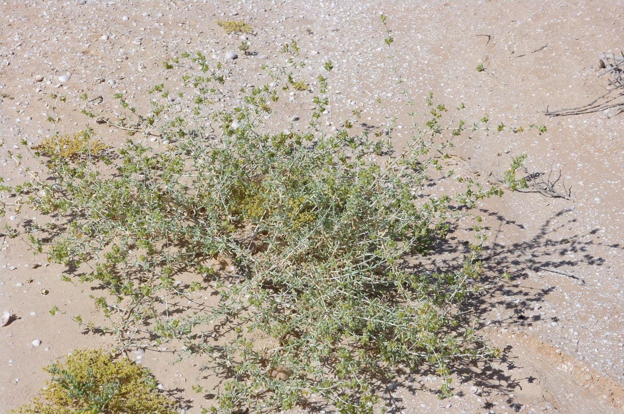 Nucularia 6