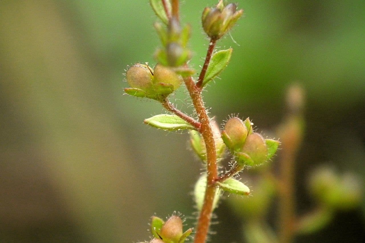 Acker-Ehrenpreis 17