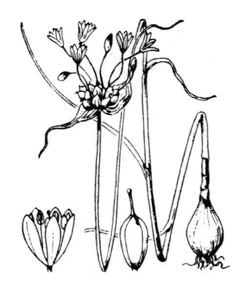 Kohl-Lauch 27