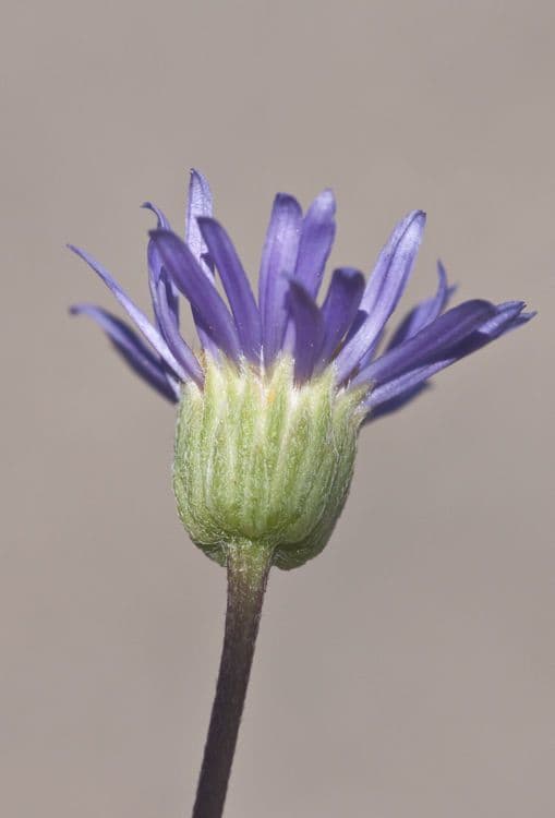 Erigeron 6