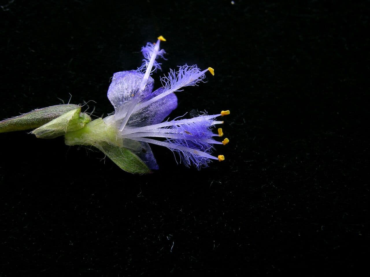 Cyanotis vaga 3