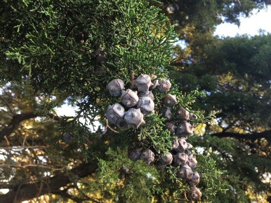 Cipresso di Monterey 6