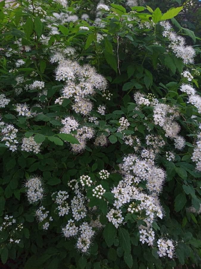 Spiraea ulmifolia 3