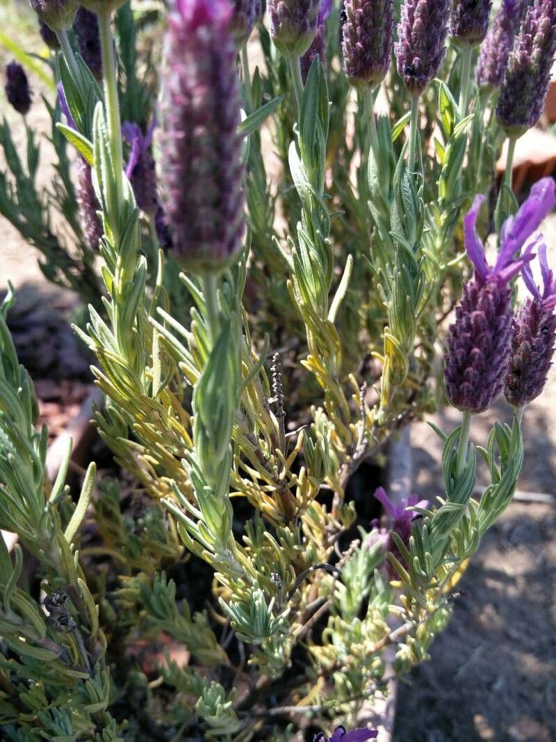 Lavanda selvatica 17