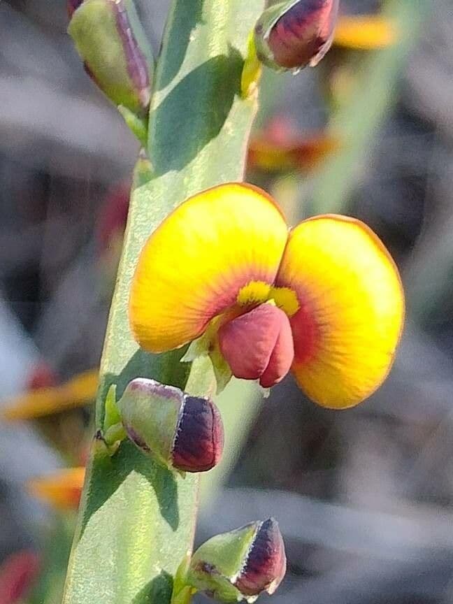 Bossiaea scolopendria