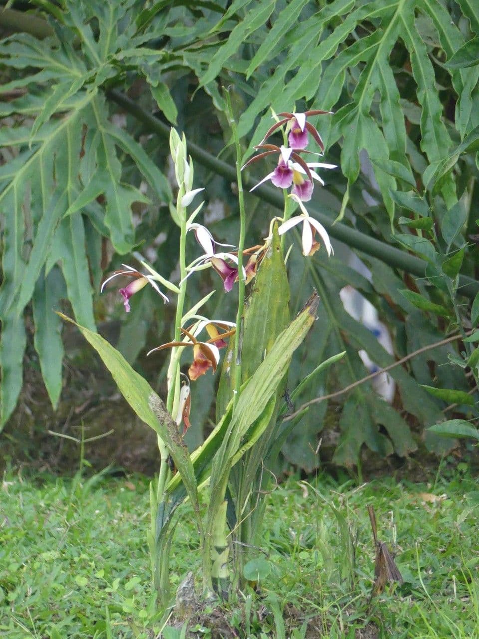 Phaius di Tankerville 12