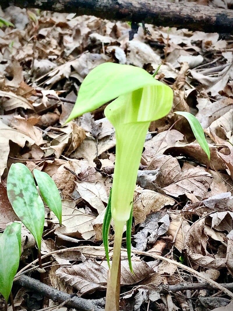 Arisema trójlistna 6