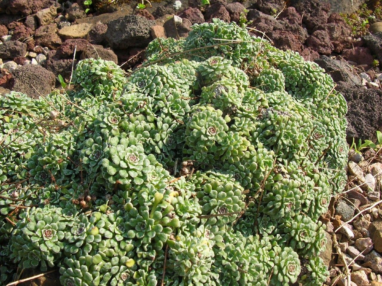 Sassifraga a cucchiaio 10